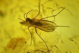 Five Fossil Flies, Wasp and Liverwort in Baltic Amber #200097-3